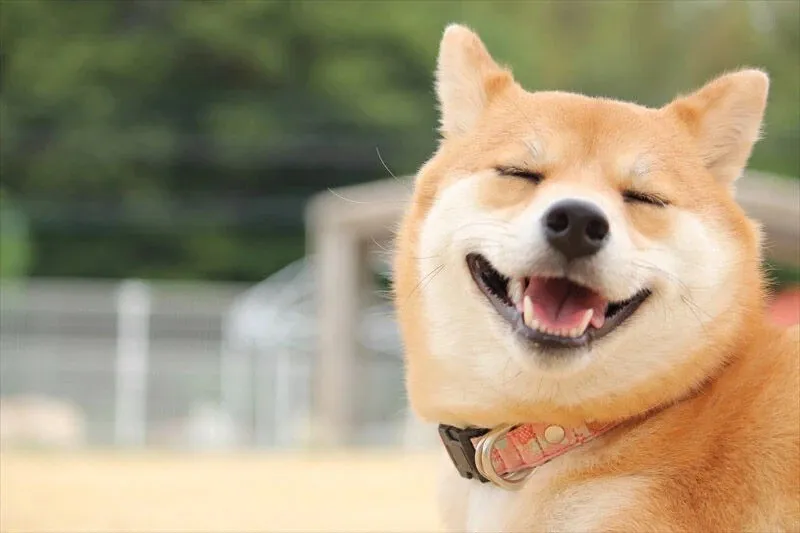 すごくいい訓練所です。