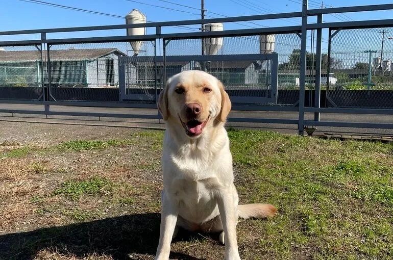 神奈川県内でお預かり訓練でご愛犬のしつけをお考えの方へ。犬の学校・四分一訓練所