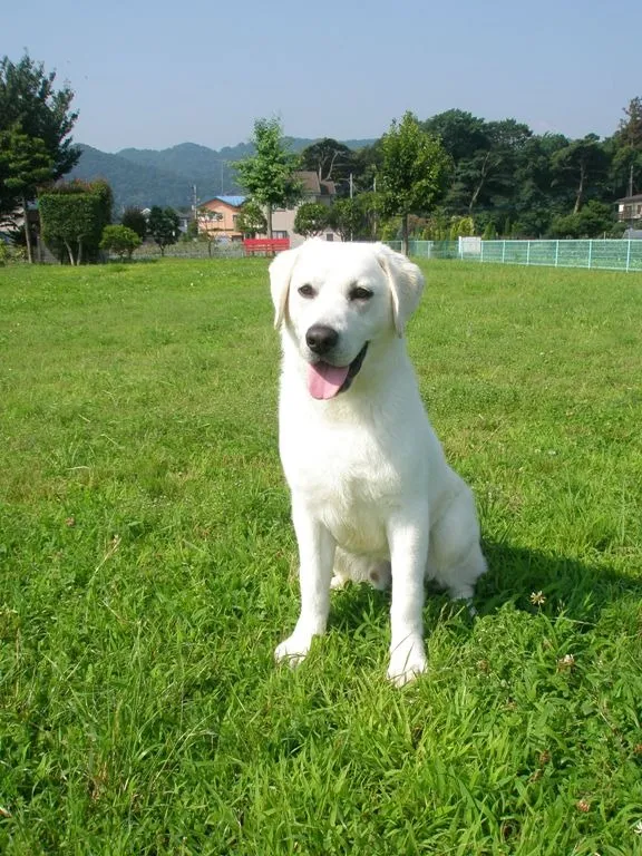 ラブラドールの長期お預かりをしています。神奈川県相模原市。犬の学校・四分一訓練所
