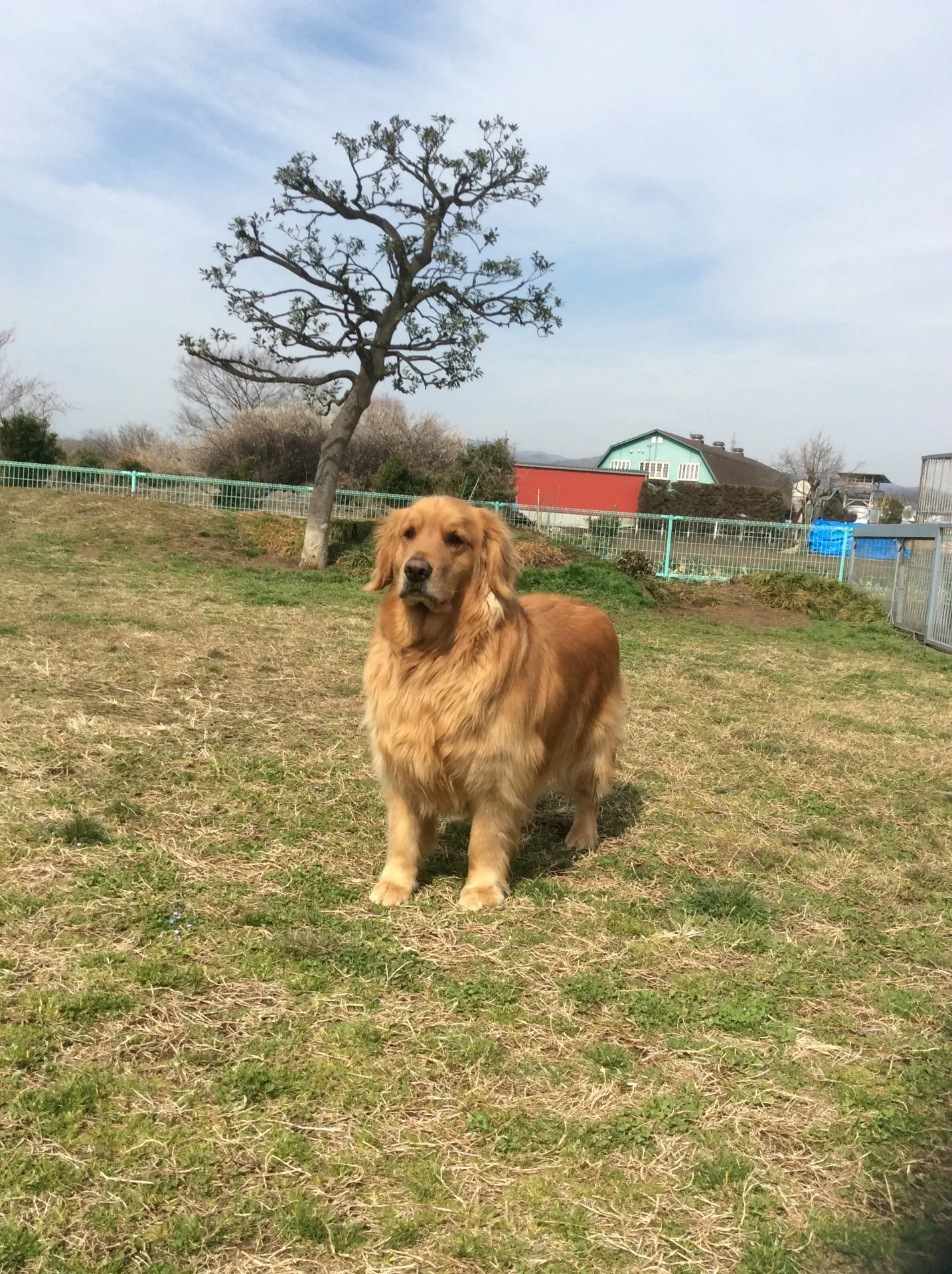 神奈川県相模原市で大型犬の長期お預かりをしています。